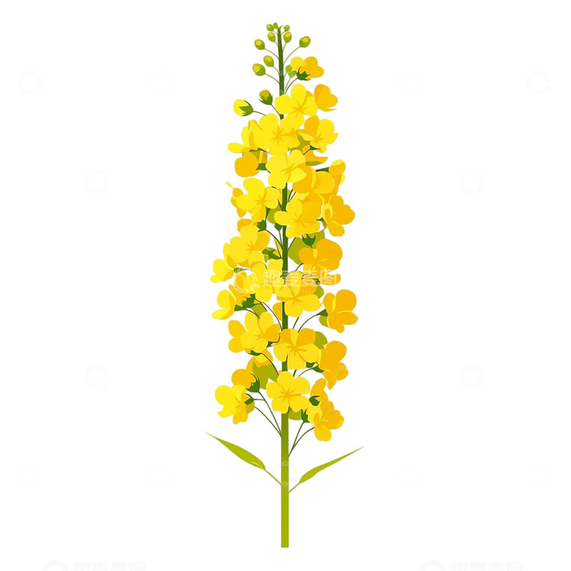 高清大图下载【趣麦麦图】金色海洋中的油菜花盛开奇迹