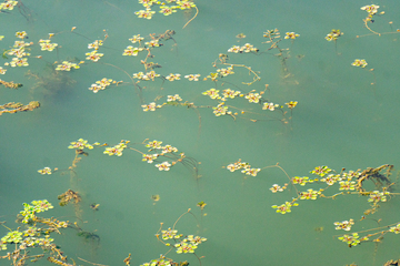 元荡湖水中漂浮植物景观摄影