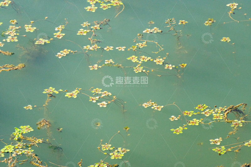 高清大图下载【趣麦麦图】元荡湖水中漂浮植物景观摄影
