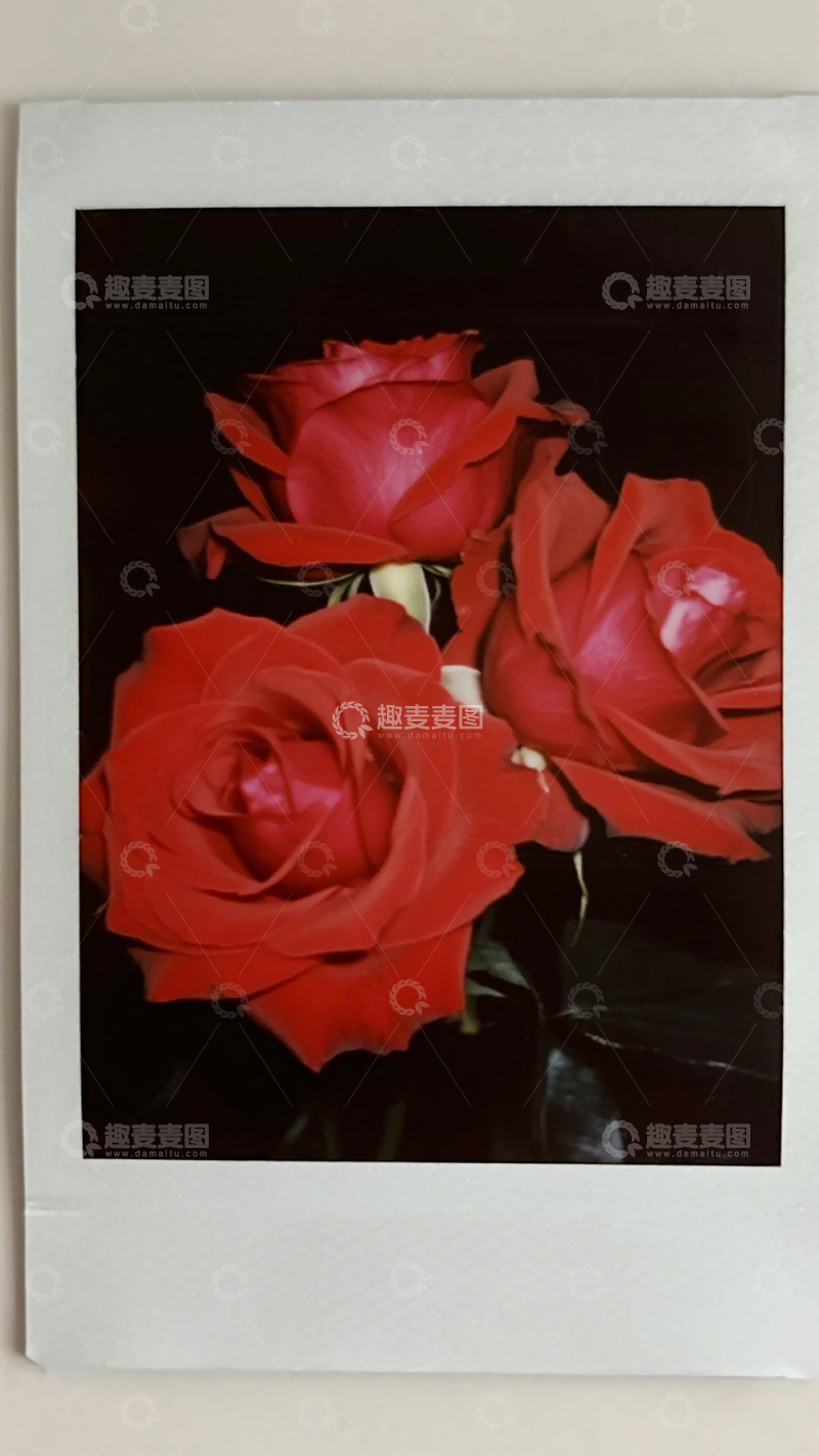 高清大图下载【趣麦麦图】红玫瑰摄影33