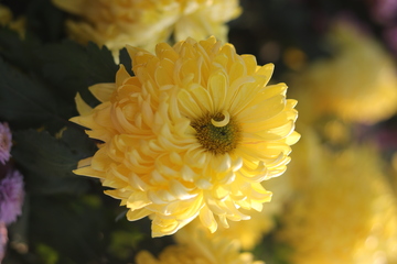 黄色独本菊花