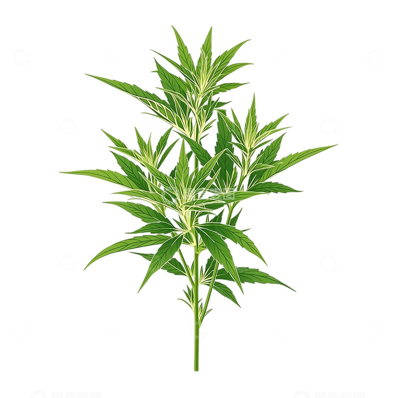 高清大图下载【趣麦麦图】-艾草深邃青翠的秘密