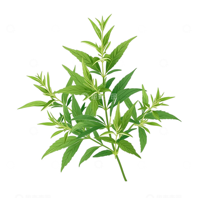 高清大图下载【趣麦麦图】艾草的生命律动与繁荣
