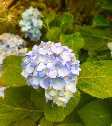 绣球花绽放自然风光摄影图