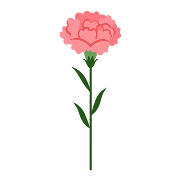 温柔花语粉色康乃馨盛放