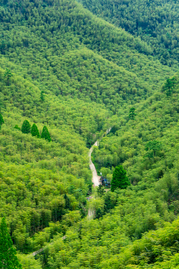 安吉大竹海山林翠绿蜿蜒小路