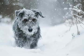冬季雪地里行走的狗狗