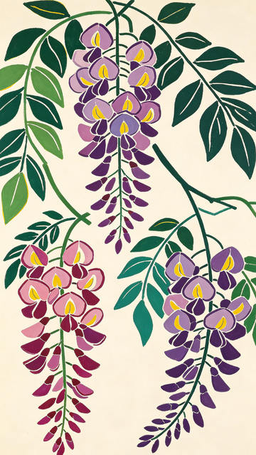 紫藤花插画手绘