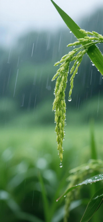 雨中稻穗自然风景