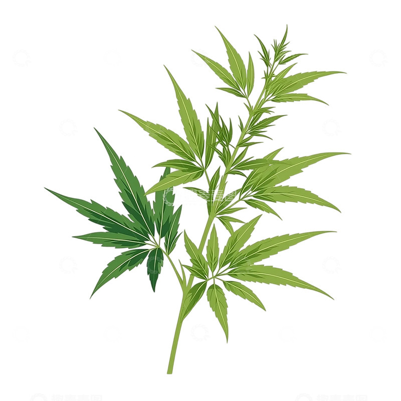 高清大图下载【趣麦麦图】艾草芳香飘散的岁月印记