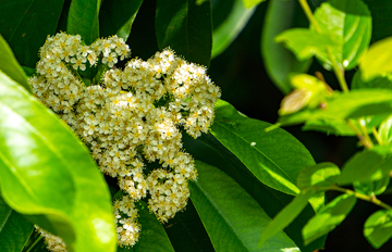 春天阳光绿叶白花植物摄影