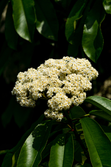 春天绿叶白花自然植物美景