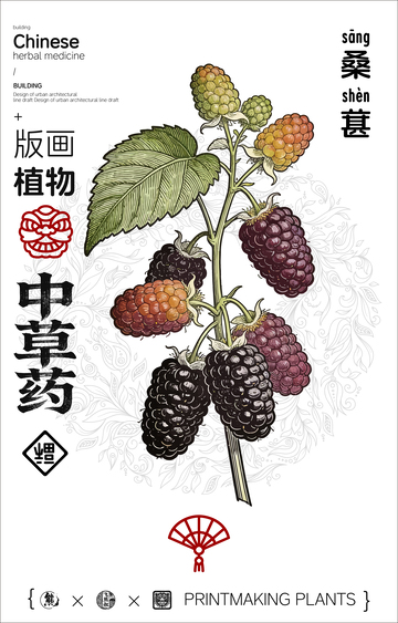 版画风格中草药桑葚宣传海报
