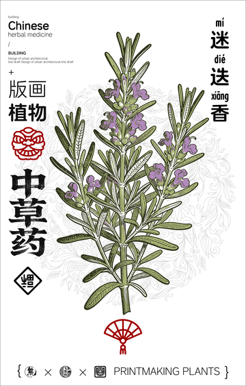 中草药插画迷迭香设计素材