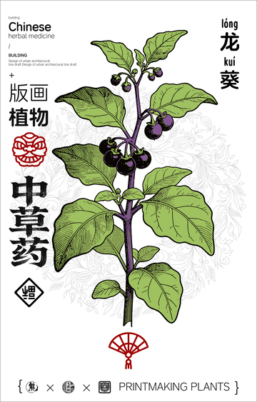 中草药植物插画设计