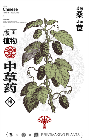 版画风格中草药桑葚设计素材