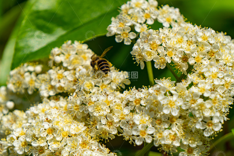 高清大图下载【趣麦麦图】春天自然风蜜蜂花丛采花特写摄影