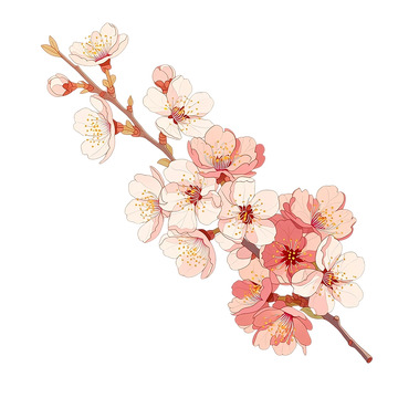 淡雅杏花绽放春日梦境