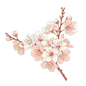 春风拂面杏花绽放奇迹