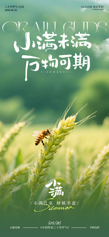 小满节气麦田蜜蜂海报