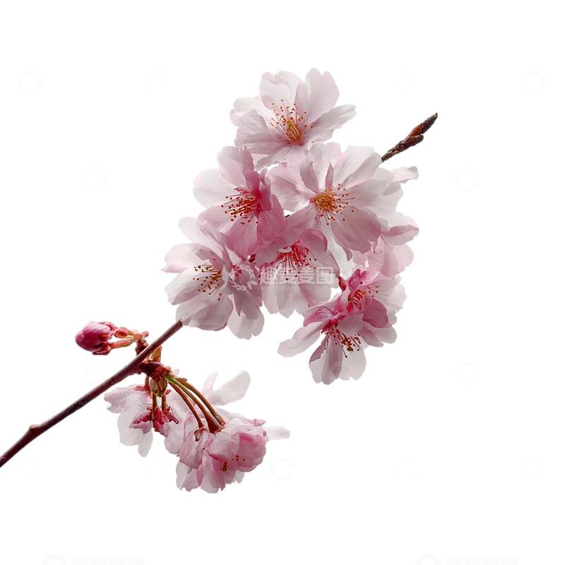 高清大图下载【趣麦麦图】粉色樱花盛放如梦如幻