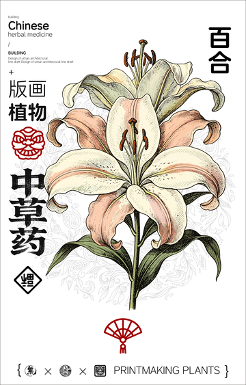 百合中草药植物线稿版画线稿海报