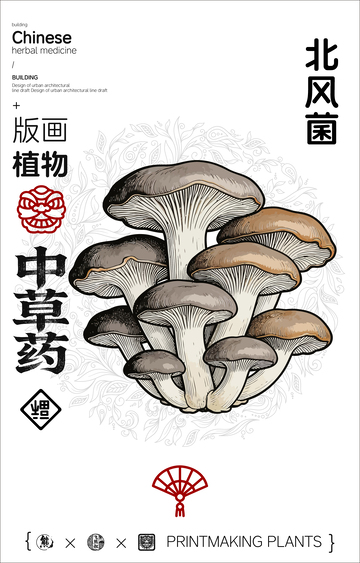 北风菌中草药植物线稿版画线稿海报
