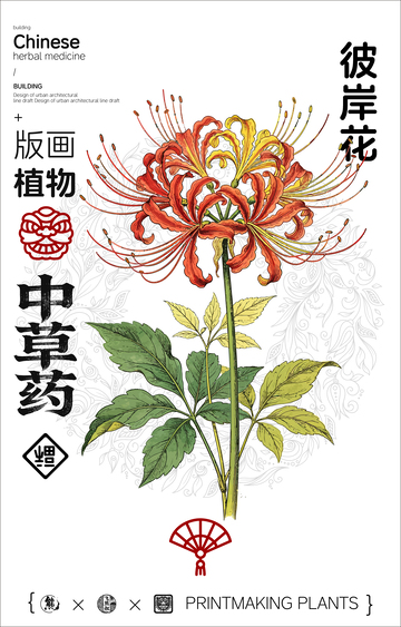 彼岸花中草药植物线稿版画线稿海报