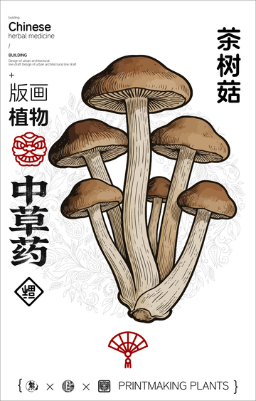茶树菇中草药植物线稿版画线稿海报
