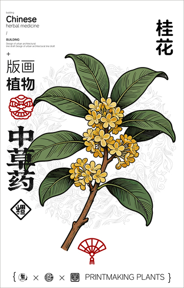 桂花中草药植物线稿版画线稿海报