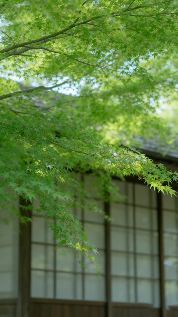 日式建筑枫叶美景
