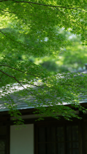 日式枫叶建筑风光摄影