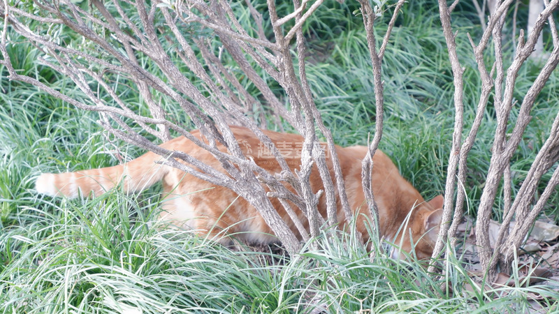 高清大图下载【趣麦麦图】草丛橘猫休息图