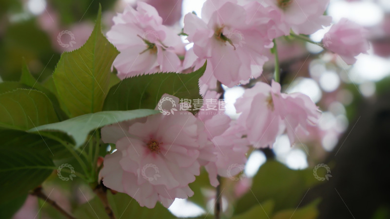 高清大图下载【趣麦麦图】樱花盛开春日景色