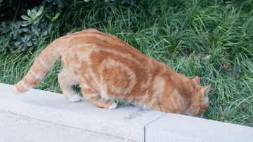 橘猫户外觅食瞬间
