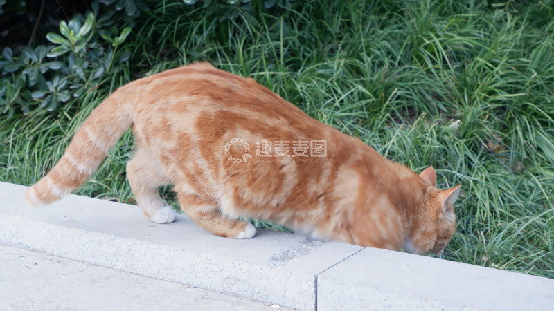 高清大图下载【趣麦麦图】橘猫户外觅食瞬间