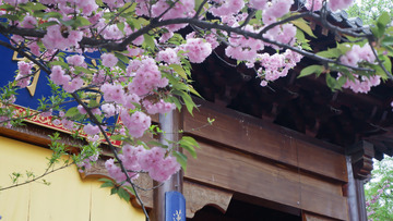 春樱花映古建韵味