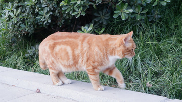 橘猫漫步草地