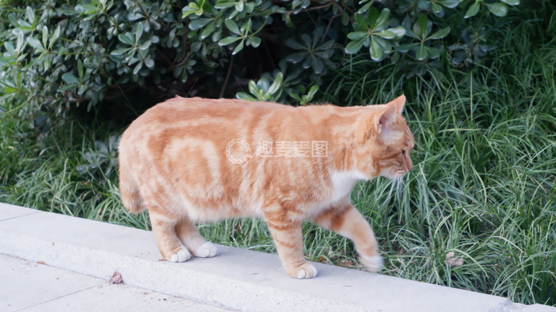 高清大图下载【趣麦麦图】橘猫漫步草地