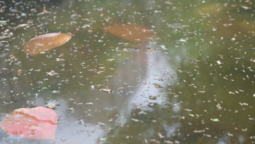 雨后池塘落叶景象