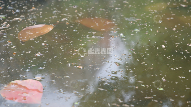 高清大图下载【趣麦麦图】雨后池塘落叶景象