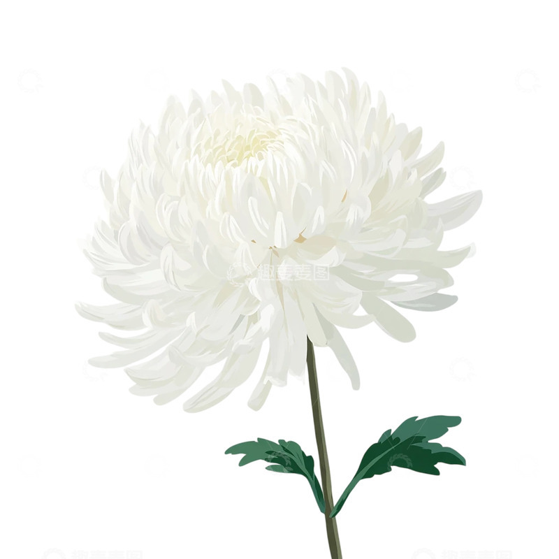 高清大图下载【趣麦麦图】白色菊花盛开的永恒诗意