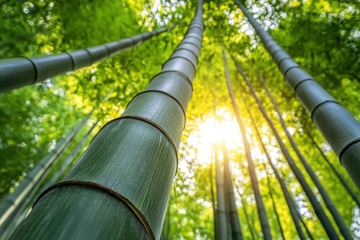 向上生长的竹子