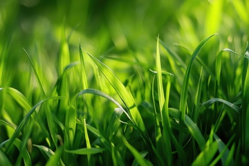 茂盛的绿色青草地