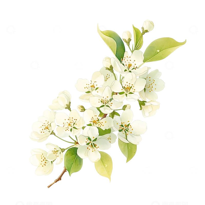 高清大图下载【趣麦麦图】春日梨花繁茂如诗画