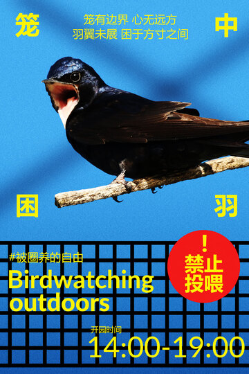 笼中困羽观赏飞鸟活动海报