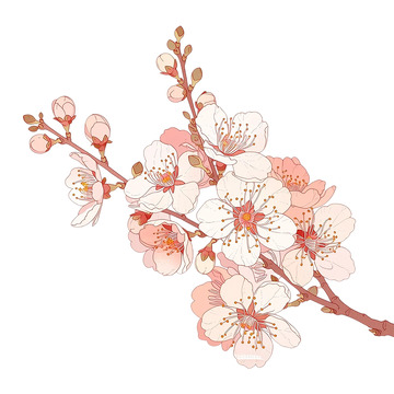 春风拂面杏花盛开如云