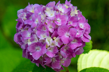 紫色绣球花特写紫花盛开