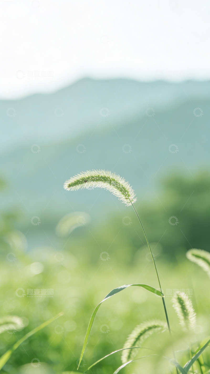 高清大图下载【趣麦麦图】清新草丛远山风景摄影