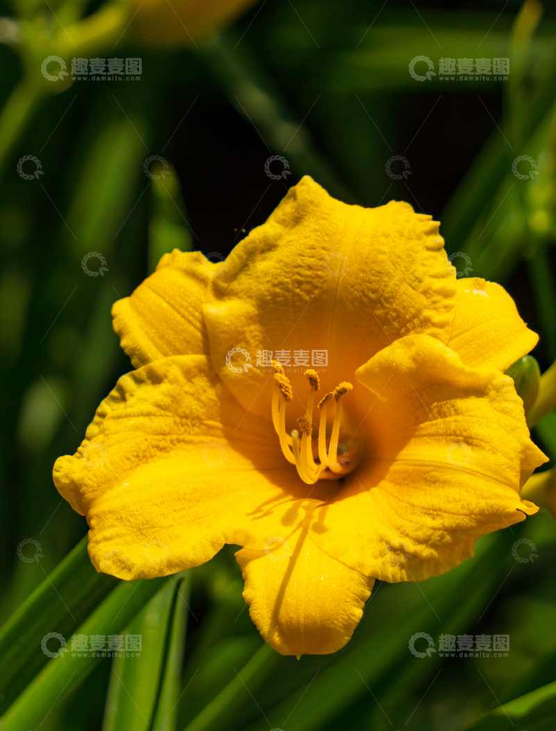 高清大图下载【趣麦麦图】阳光灿烂下鲜艳黄花绽放自然美景